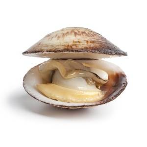 Il y a une palourde qui se souvient de ce qu'elle a mangé, quand et où elle a mangé, même dans la vieillesse.